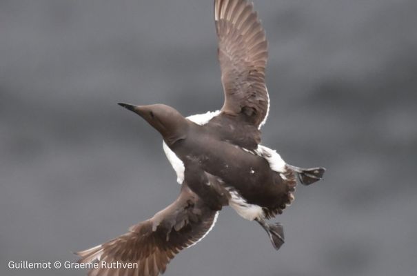 Guillemot bird © Graeme Ruthven